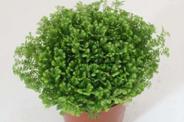 绿地球怎么养殖,春秋季节让它在室外晒光