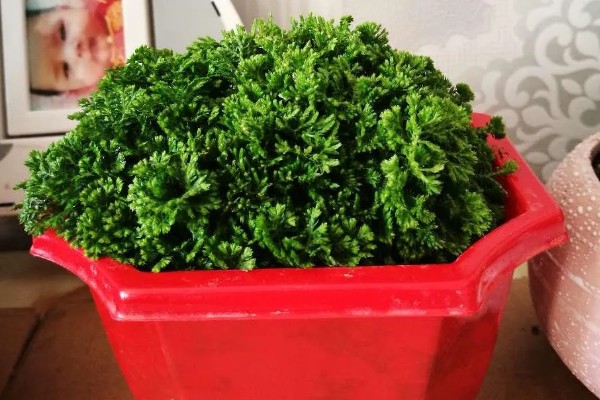 绿地球怎么养殖,春秋季节让它在室外晒光