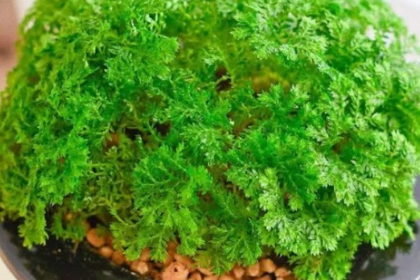 绿地球怎么养殖,春秋季节让它在室外晒光