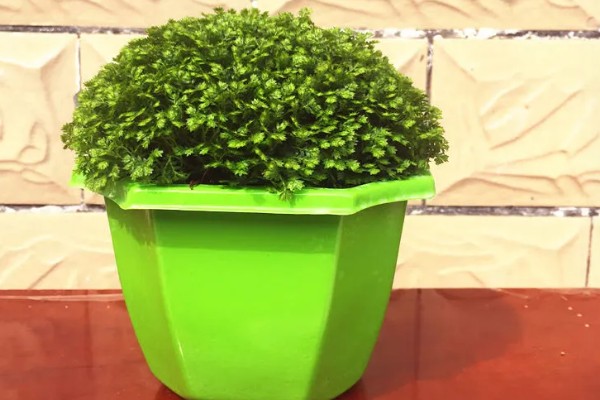 绿地球怎么养殖,春秋季节让它在室外晒光