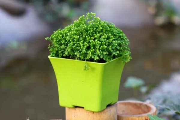 绿地球怎么养殖,春秋季节让它在室外晒光