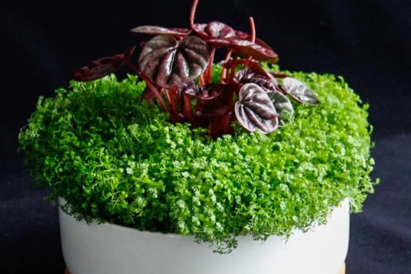 绿地球怎么养殖,春秋季节让它在室外晒光