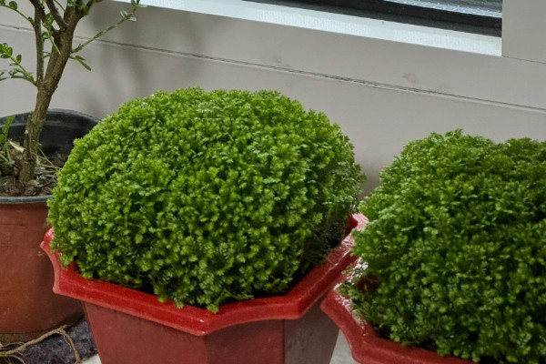 绿地球怎么养殖,春秋季节让它在室外晒光