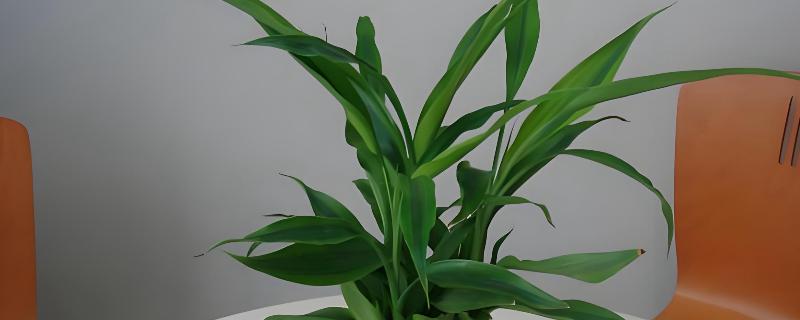 水养富贵竹放白酒行吗，可适当的在水中滴加白酒