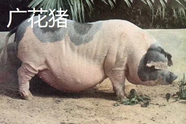 花猪的种类,常见的有淳安花猪、皖浙花猪等