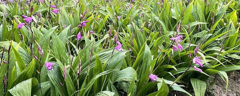 白芨的价格，新鲜的市价大约为50-80元一斤