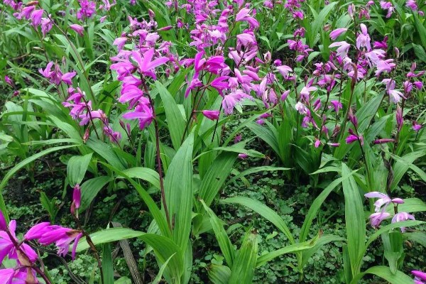 白芨的价格，新鲜的市价大约为50-80元一斤