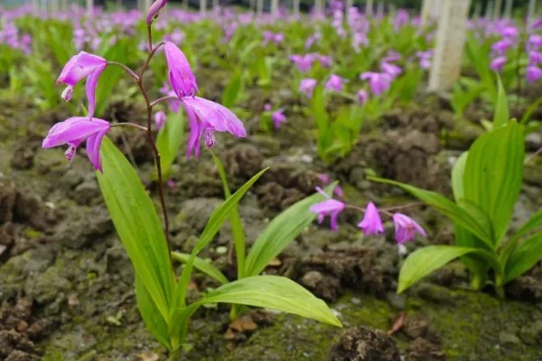 白芨的价格，新鲜的市价大约为50-80元一斤