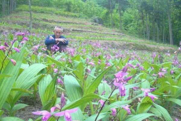 白芨的价格，新鲜的市价大约为50-80元一斤