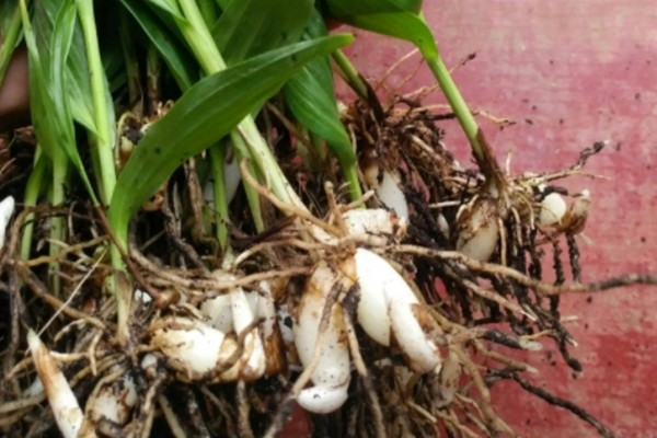 白芨的价格，新鲜的市价大约为50-80元一斤