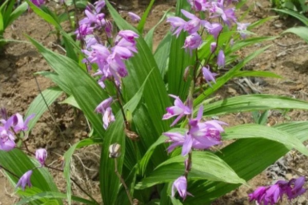 白芨的价格，新鲜的市价大约为50-80元一斤