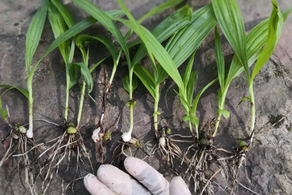 白芨的价格，新鲜的市价大约为50-80元一斤