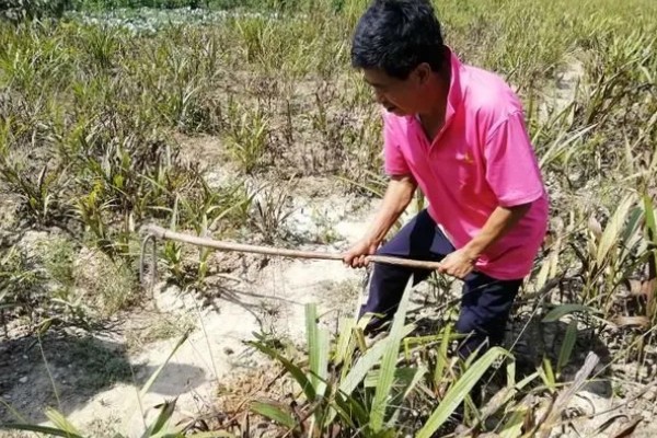 白芨的价格，新鲜的市价大约为50-80元一斤