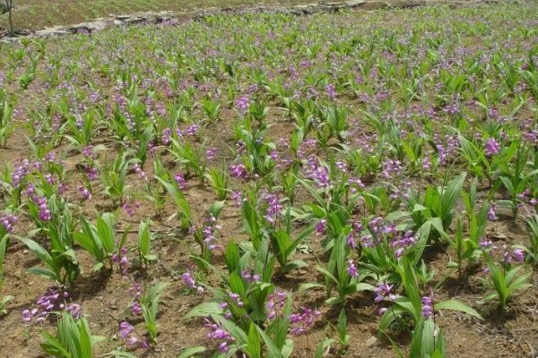 白芨的价格，新鲜的市价大约为50-80元一斤