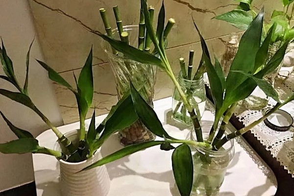 水养富贵竹放白酒行吗，可适当的在水中滴加白酒