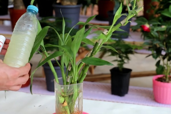 水养富贵竹放白酒行吗，可适当的在水中滴加白酒