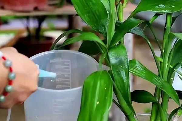 水养富贵竹放白酒行吗，可适当的在水中滴加白酒