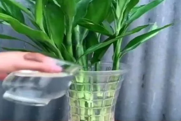 水养富贵竹放白酒行吗，可适当的在水中滴加白酒