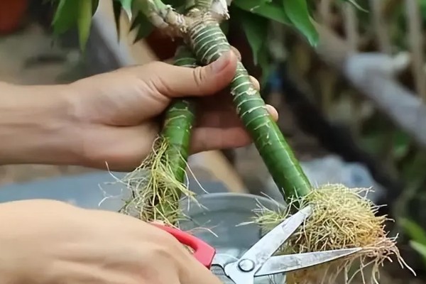 水养富贵竹放白酒行吗，可适当的在水中滴加白酒