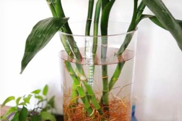 水养富贵竹放白酒行吗，可适当的在水中滴加白酒