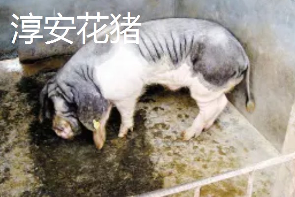 花猪的种类,常见的有淳安花猪、皖浙花猪等