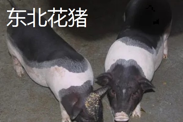 花猪的种类,常见的有淳安花猪、皖浙花猪等