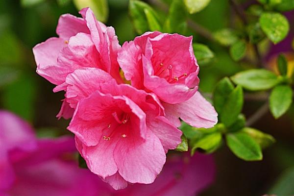 杜鹃花有什么寓意，代表热情似火、自强不息等含义