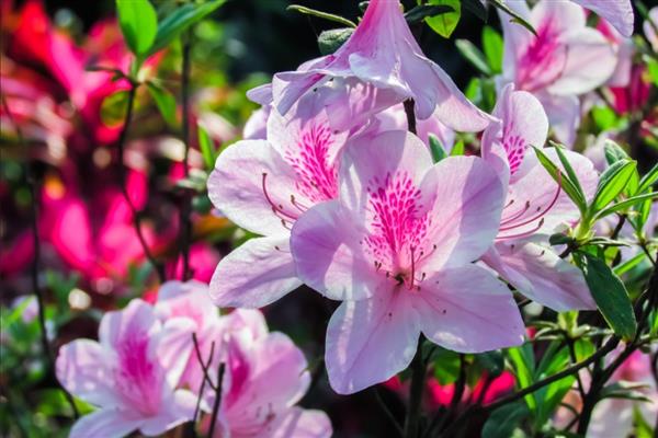 杜鹃花有什么寓意，代表热情似火、自强不息等含义