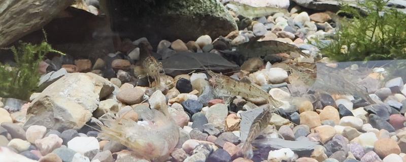 黑壳虾的养殖温度，正常的温度范围是5-30℃