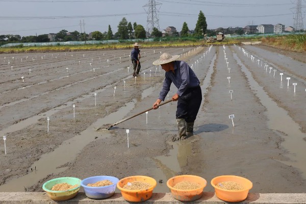 水稻的播种时间，早稻一般在三月底四月初