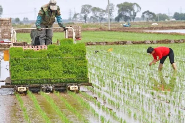 水稻的播种时间，早稻一般在三月底四月初