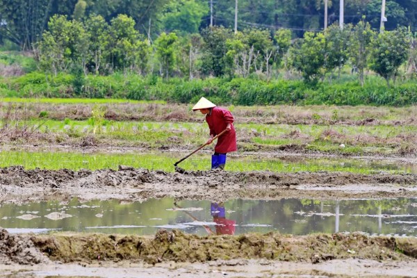 水稻的播种时间，早稻一般在三月底四月初