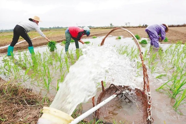水稻的播种时间，早稻一般在三月底四月初