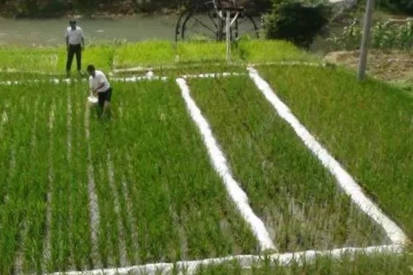 水稻的播种时间，早稻一般在三月底四月初