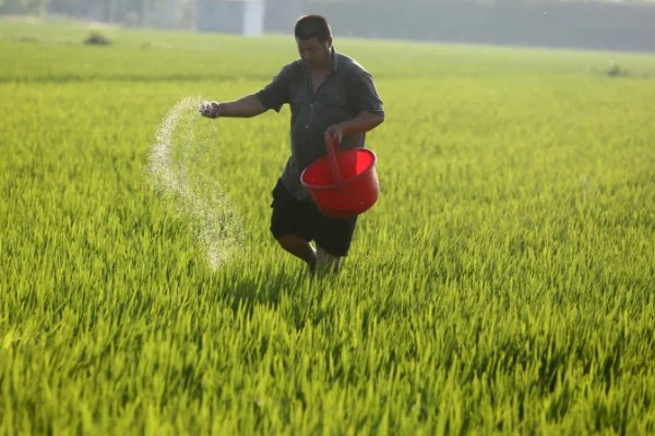 水稻的播种时间，早稻一般在三月底四月初