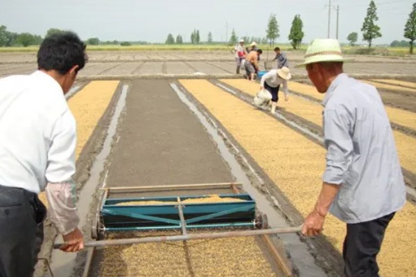 水稻的播种时间，早稻一般在三月底四月初