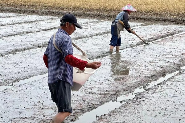 水稻的播种时间，早稻一般在三月底四月初