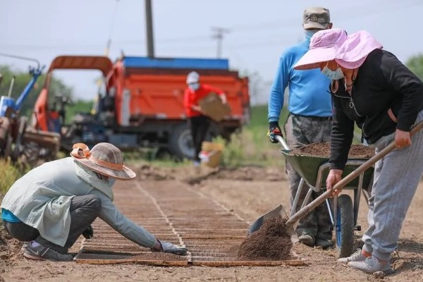 水稻的播种时间，早稻一般在三月底四月初