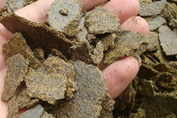 野钓鲤鱼要提前多久打窝，取决于作钓时间