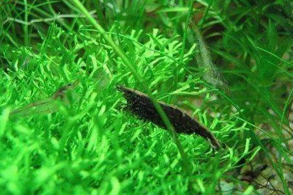 黑壳虾的养殖温度，正常的温度范围是5-30℃