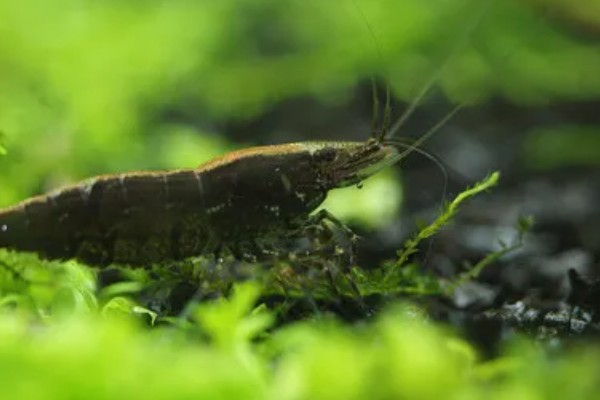 黑壳虾的养殖温度，正常的温度范围是5-30℃