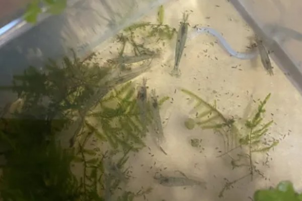 黑壳虾的养殖温度，正常的温度范围是5-30℃