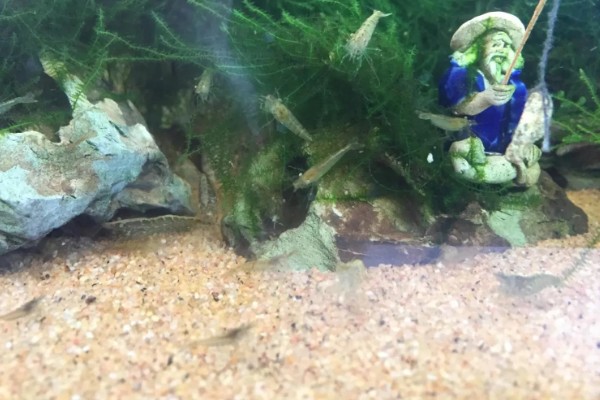 黑壳虾的养殖温度，正常的温度范围是5-30℃