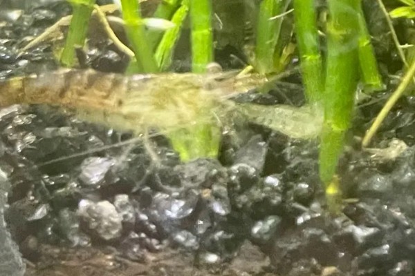 黑壳虾的养殖温度，正常的温度范围是5-30℃