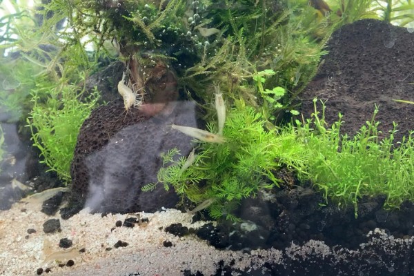 黑壳虾的养殖温度，正常的温度范围是5-30℃