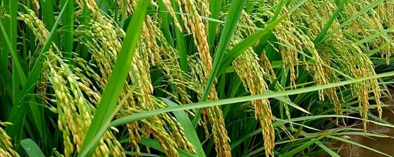 水稻的播种时间，早稻一般在三月底四月初