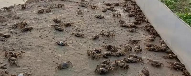 河蟹的投喂注意事项，在生长期要使用颗粒性饲料