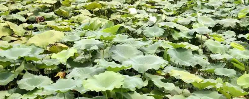 怎么种植莲藕，水位至少保持在6厘米左右