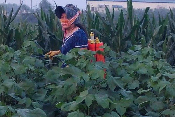氰戊菊酯的适用作物,广泛使用于苹果、梨、桃等