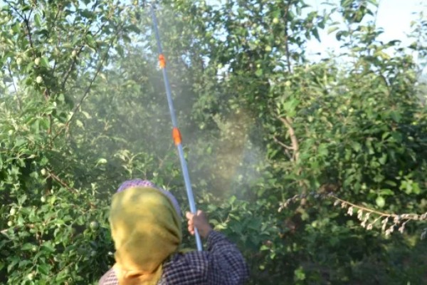 氰戊菊酯的适用作物,广泛使用于苹果、梨、桃等